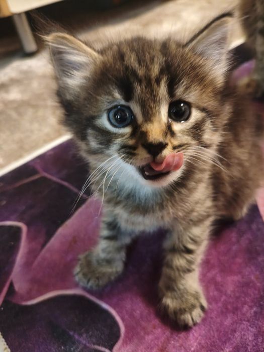Отдам бесплатно котенка ..
