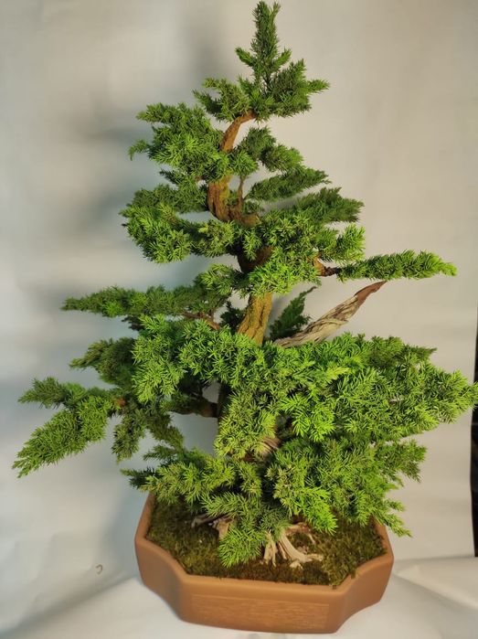 Продам Бонсай (голубой мозжевельник)