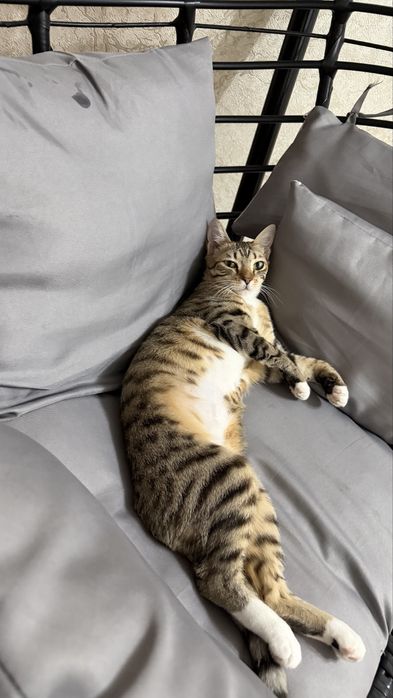 Отдам котенка в добрые руки