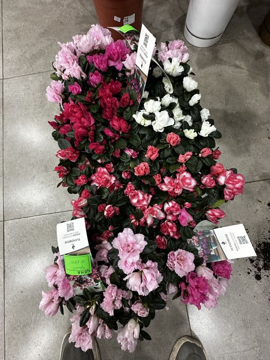 Азалия 5 оттенков