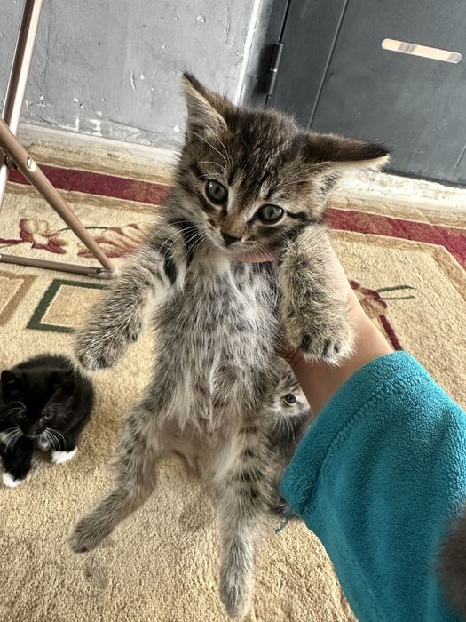 Отдам котят бесплатно