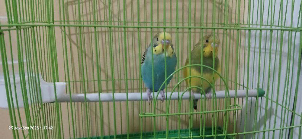 Птицы Попугай пара