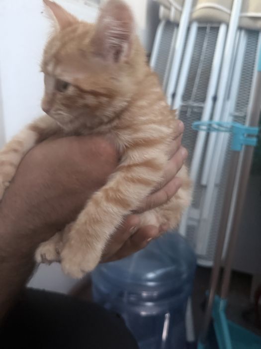 Отдам в хорошие руки котенка
