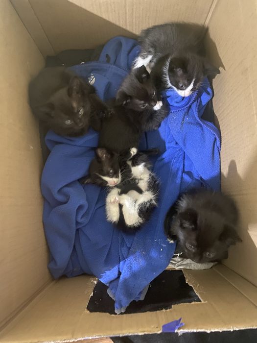 Отдам 5 котят 3 месяца