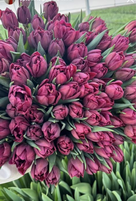 Тюльпаны , тюльпаны оптом и в розницу