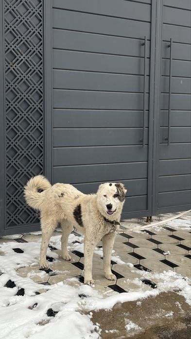 Қарайтын адам болмай тұр