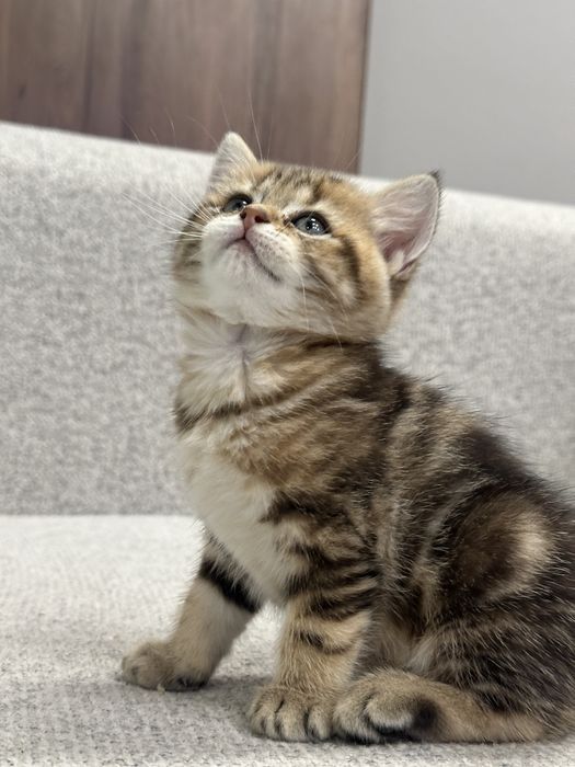 Britanskiy Shinshilla fold/ strayt mushukchalar sotiladi toza qon