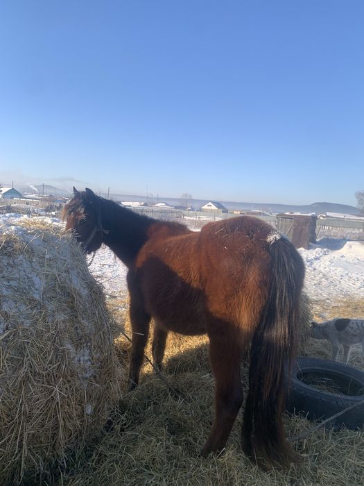 Продам кобылу 7 летку жеребая