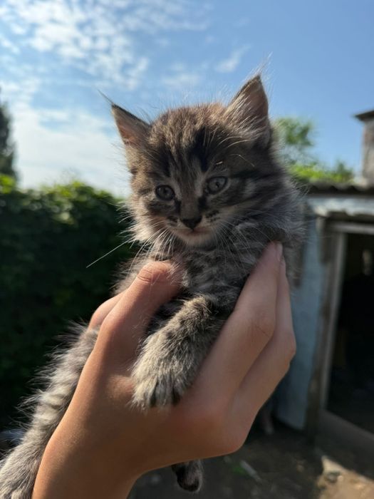 Отдам  котят в добрые руки