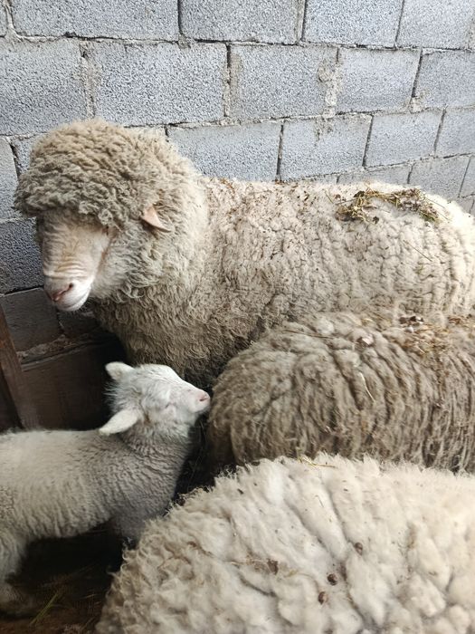 Продам матку с ягнятами