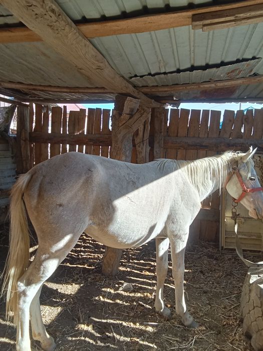 жылкы тай сатылад