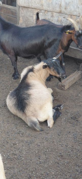 Крупные козы текелер