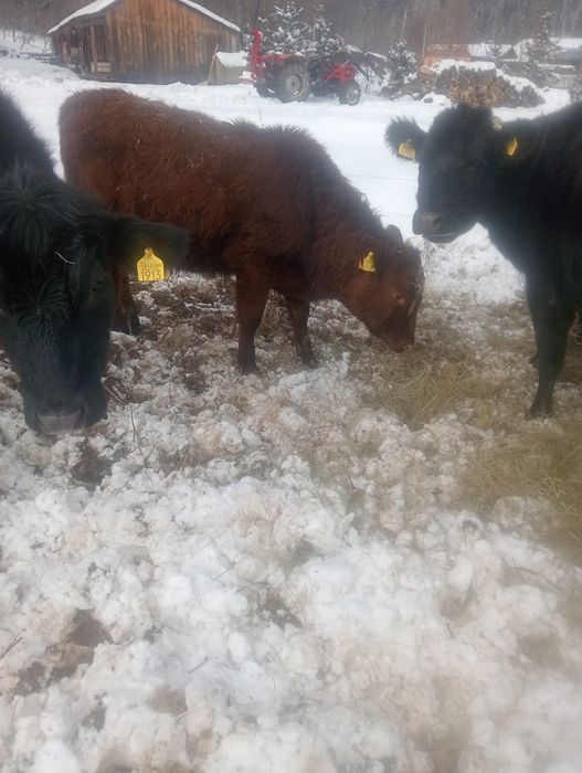 Vând patru tauri ANGUS