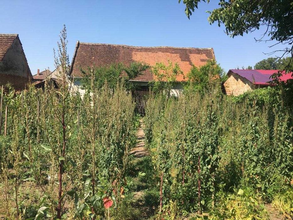 Vand casa cu anexe, curte si gradina (suprafata totala 3444 mp) in Căstău