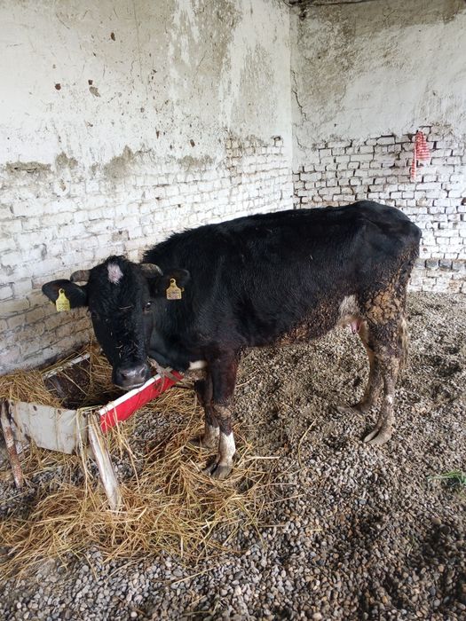 Ona bola sigir sotiladi