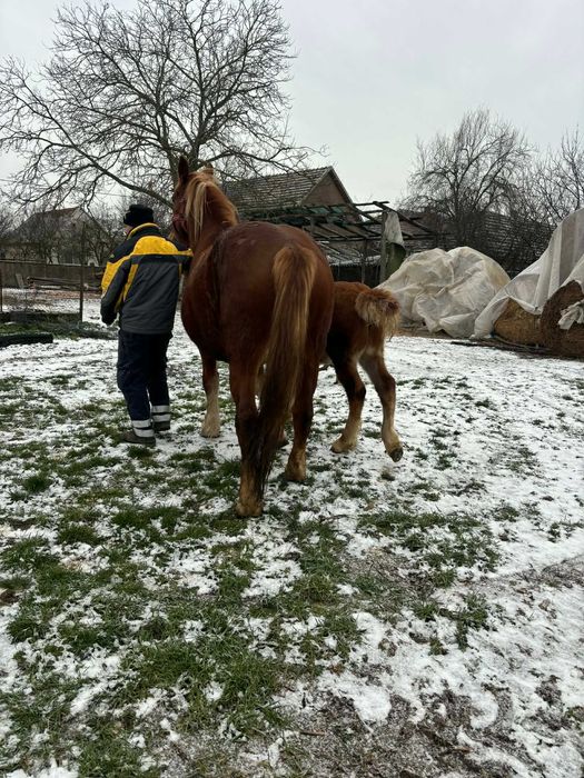 Iapă cu mânză de vânzare