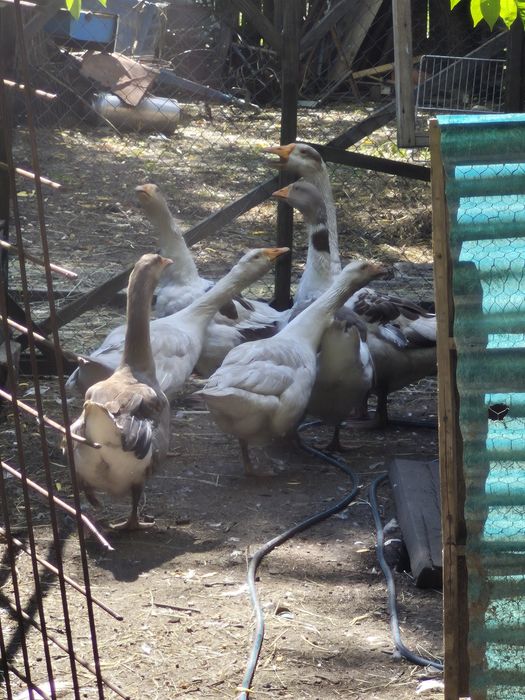 Gâste si rațe de vanzare
