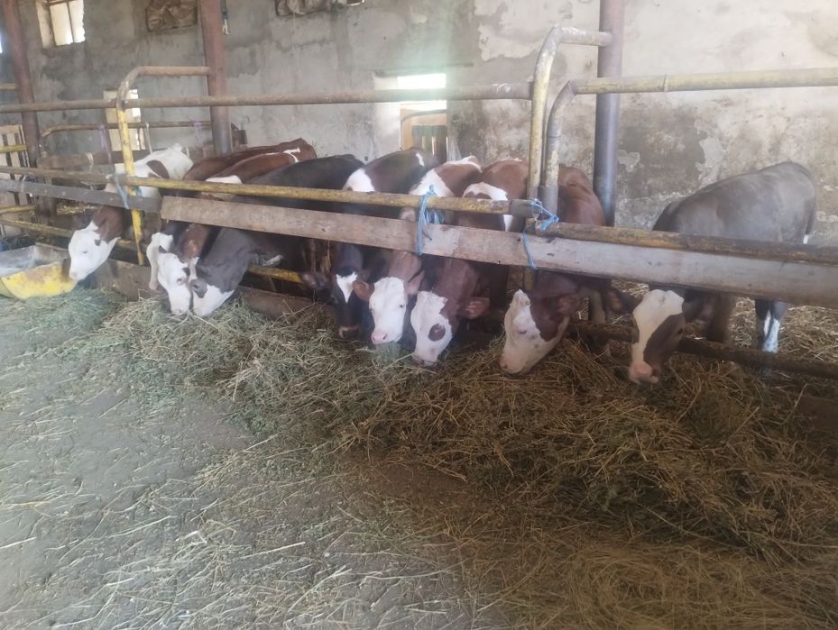 Vând 8 viței înțărcați