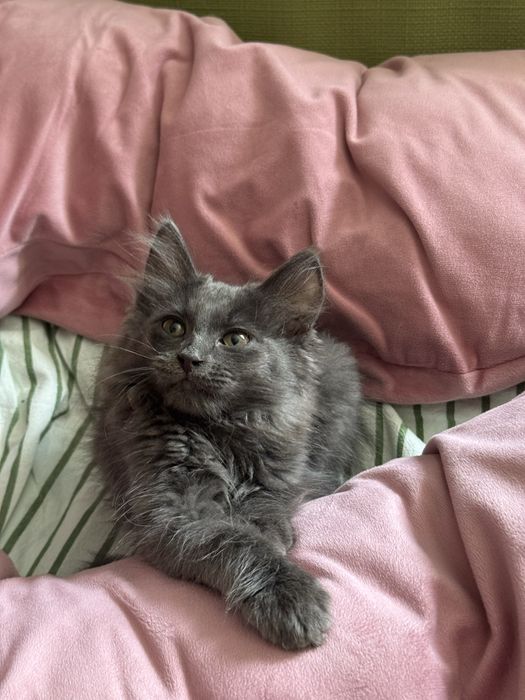 Котенок Серик ищет дом
