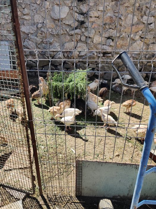 Vînd pui de curcă românești