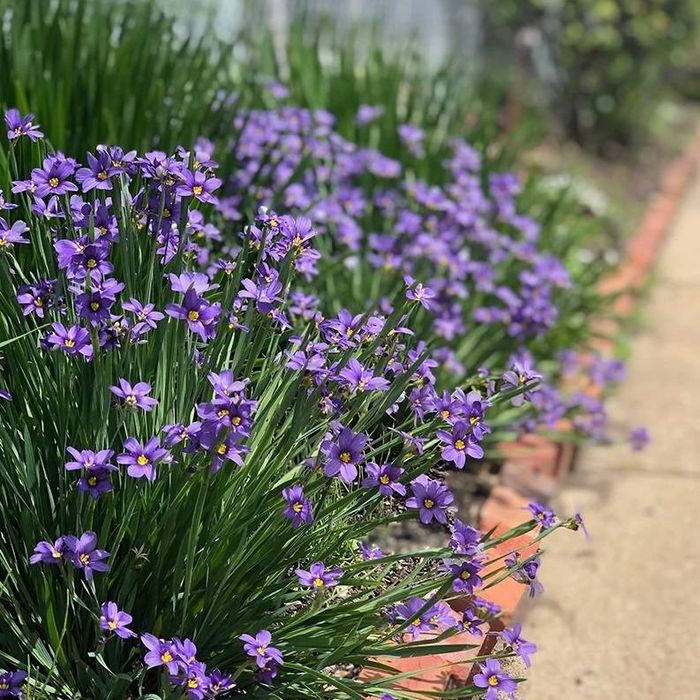 Сисиринхиум (Sisyrinchium angustifolium)