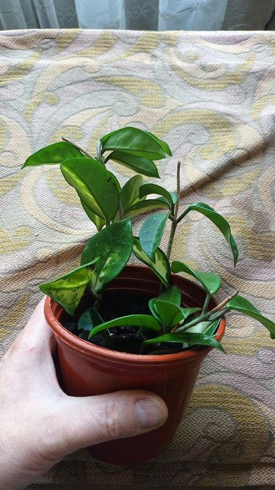 Домашнее растение Хойя триколор