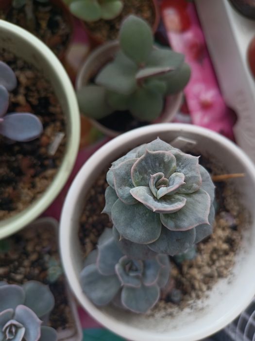 Продам редкие суккуленты!