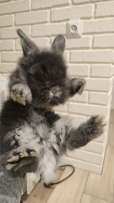 Декоративные кролики Инь-Янь