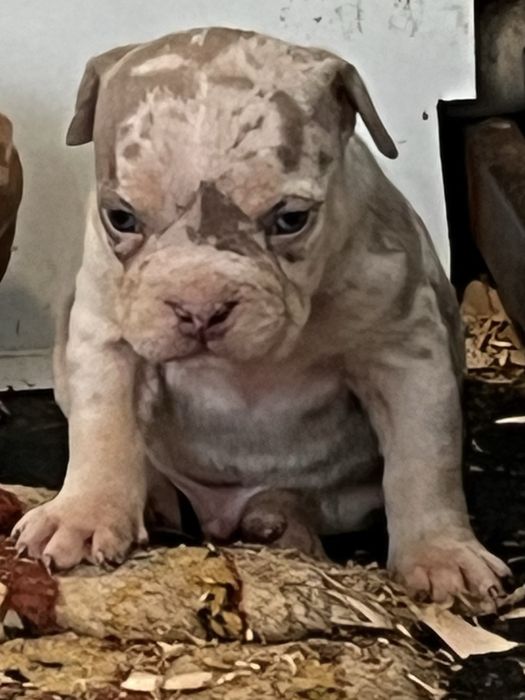 Щенки американский булли