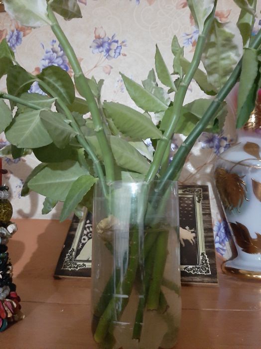 Педилантус. Лестница Иакова.