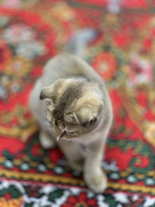 Продаётся шиншила вислоухая кошечка