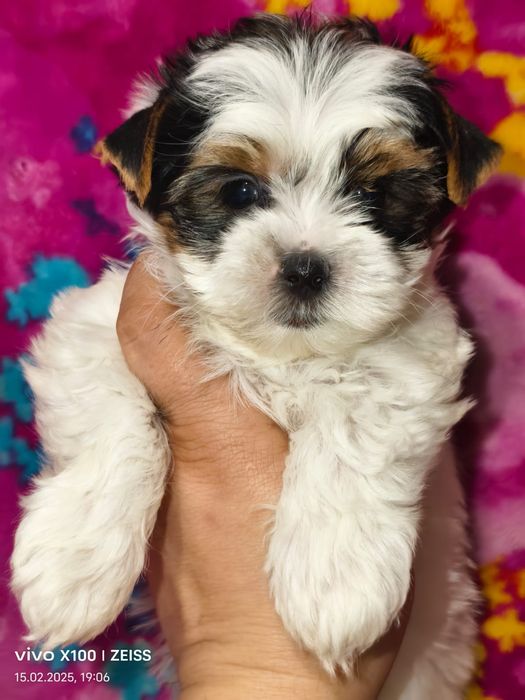 Очаровательные щенки бивера.