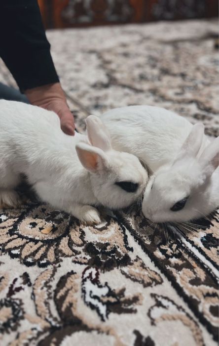 Zotli quyonlar sotuvda bonusga 3ta odiy quyon qoshberiladi