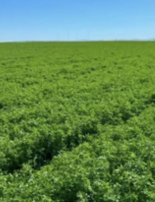 ! Lucernă cosită foarte bună !