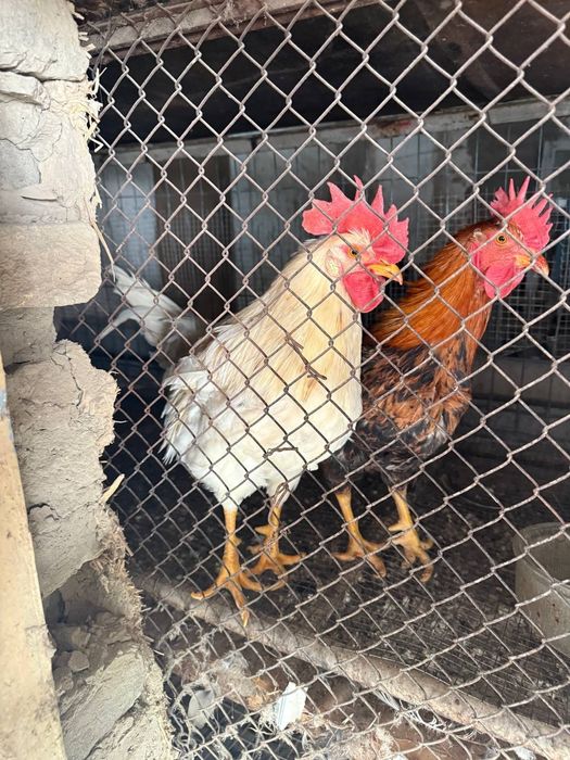 Хурозлар сотилади арзон нархда