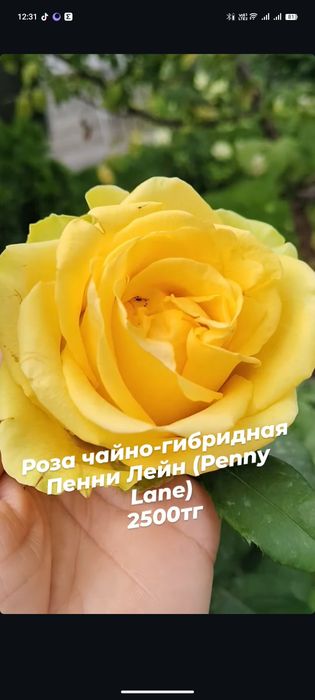 Цветы и растения для сада