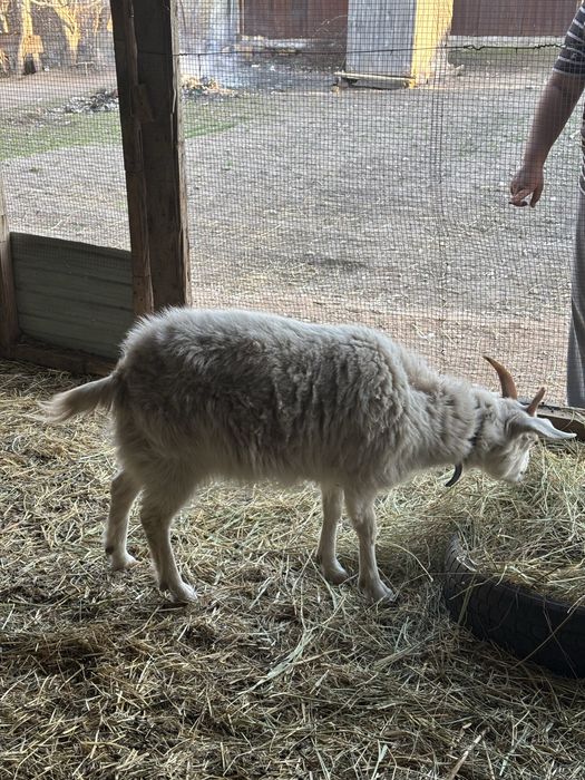 Козы англо-нубийские