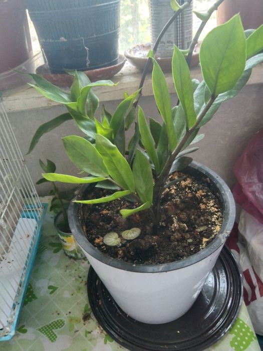 комнатные растения