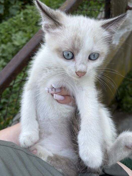 Oferim spre adoptie 3 pisici  jucause care abia astepta un camin calduros