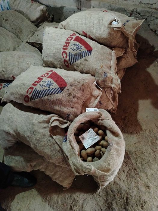 Kartoshkachilik uchun qulay urug`lar