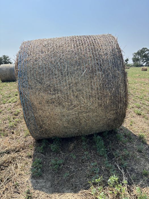 Vând baloti de lucernă 150/150