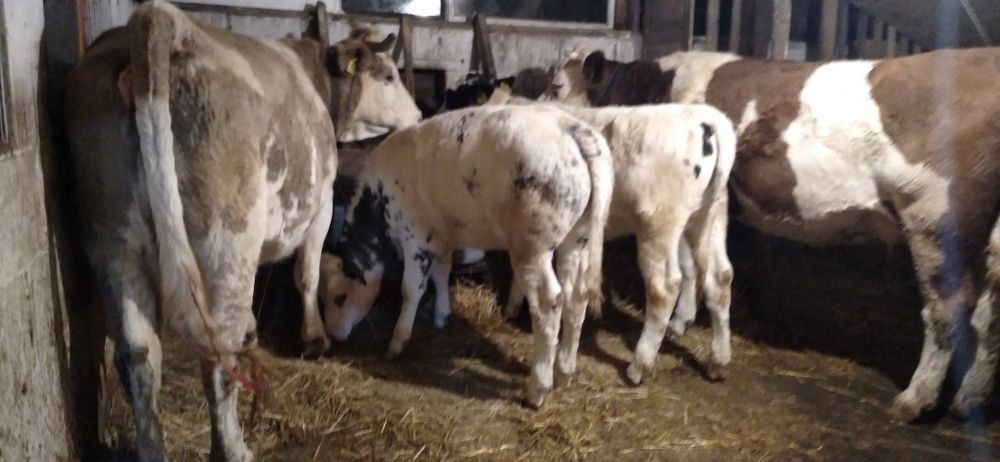 Vaci și Vițele de Vînzare