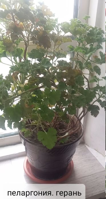 Комнатные цветочки