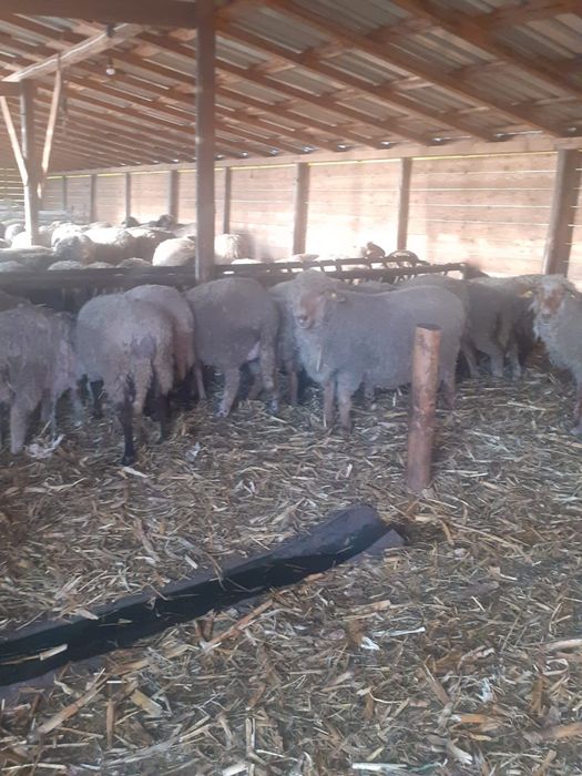 Oi de vânzre ,chiar și pe alese