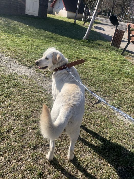 Câine pentru adopție “Luna”