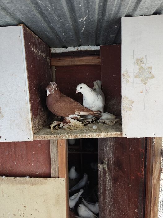 Продам голубей домашних