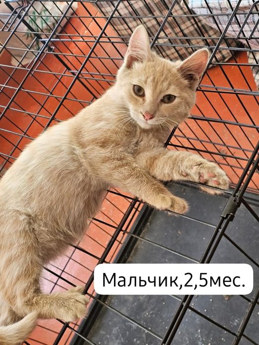 Котята бесплатно