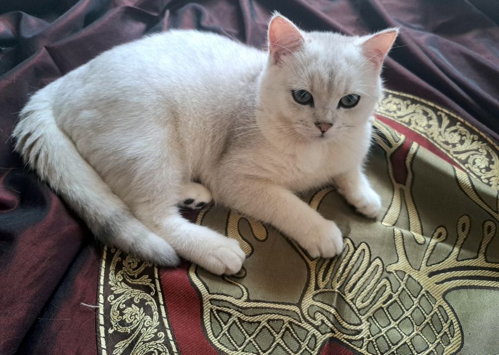 Шотландско котенце