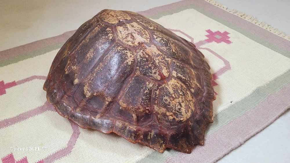 Голяма декоративна автентична коруба черупка от костенурка