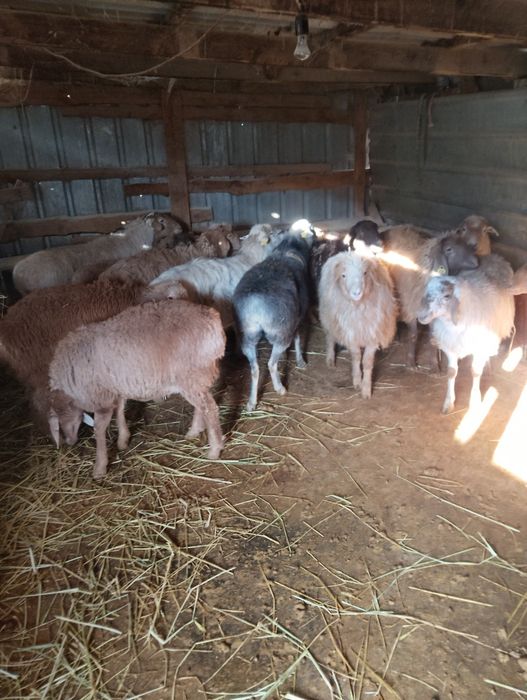 Продаются бараны